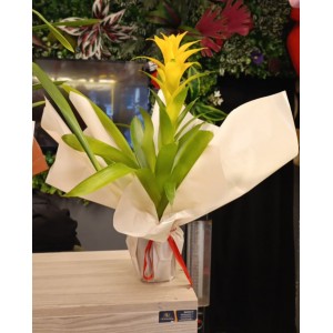 Guzmania Sarı